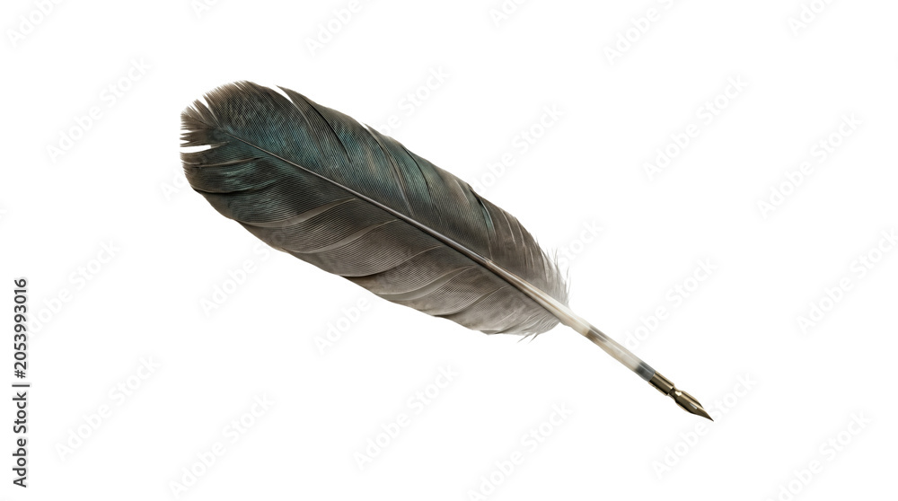 Fototapeta premium Single dark raven bird feather