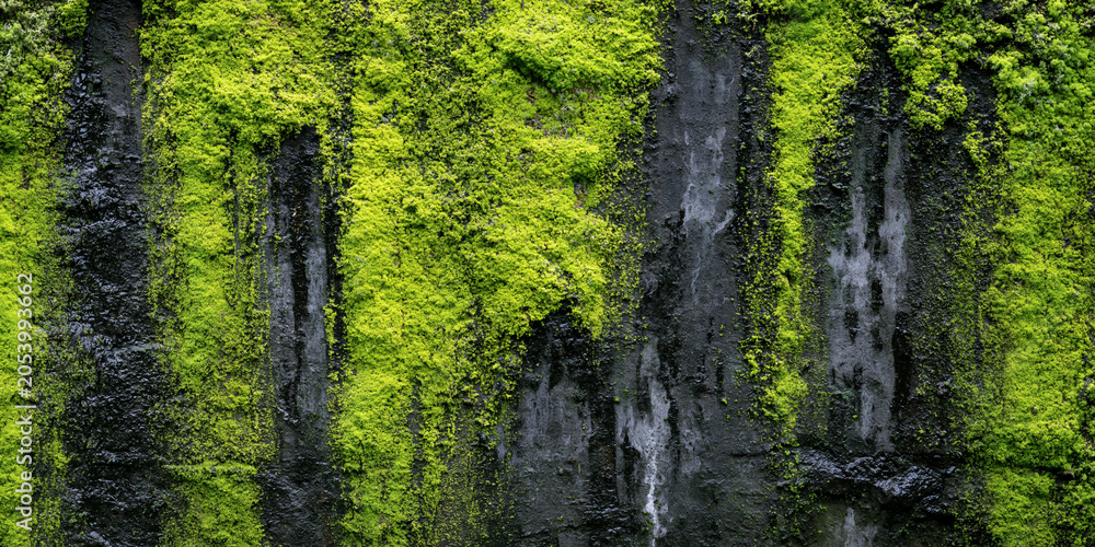 Fototapeta premium Vibrant green moss texture on a dark wet concrete wall, natural organic background, macro detail of mossy stone surface with abstract damp rock pattern