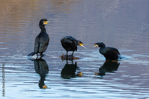 Cormorani 