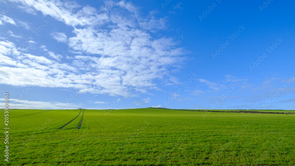Obraz premium Big blue sky above green field
