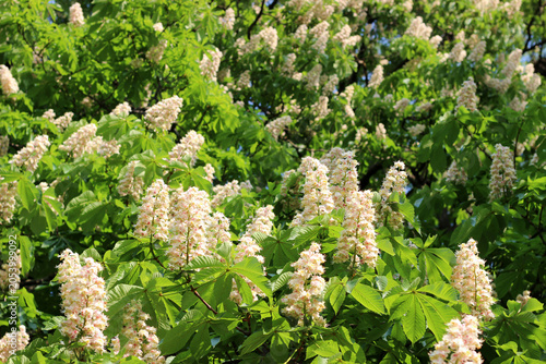 Background with blooming horse chestnut flowers