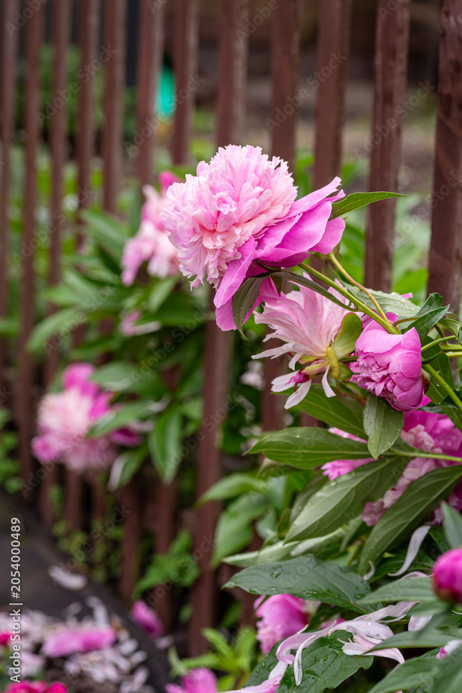 Obraz premium pink peony flowers blooming near wooden fence