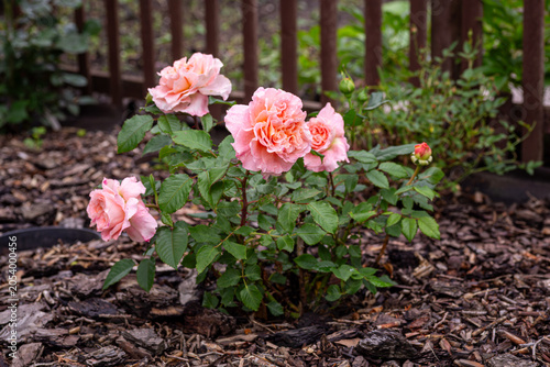 pink rose bush blooming in garden mulch bed