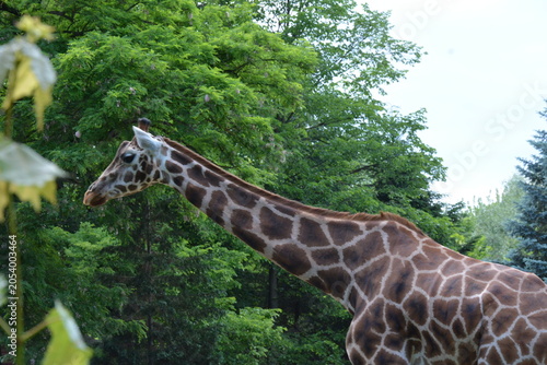 Canvas Print Giraffe standing among lush green trees in a zoo environment
