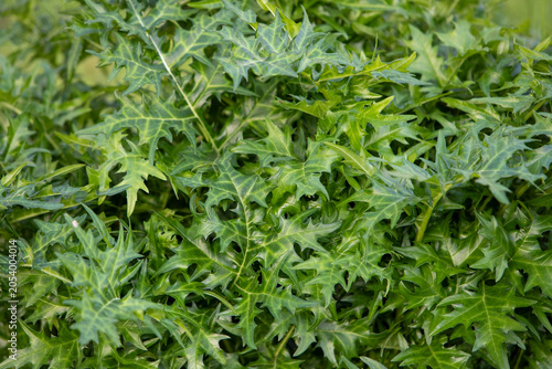 Acanthus spinosus, également appelée Acanthe épineuse, est une plante vivace majestueuse très ornementale. Feuilles franchement épineuses très décoratives, fortement découpées d'un vert foncé luisant.