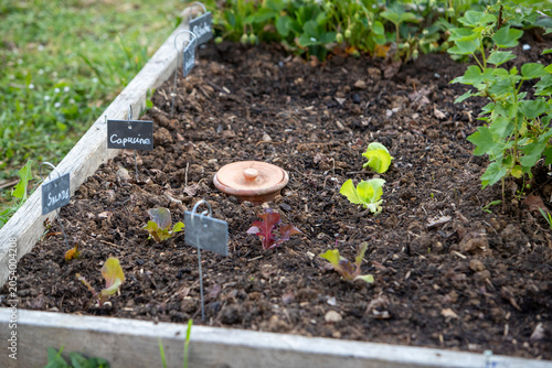 Pot d'irrigation en argile microporeuse (Oyas ou Ollas) dans un potager. La terre cuite libère de l’eau lentement et en fonction des besoins des végétaux. Écologique pour un arrosage durable du jardin
