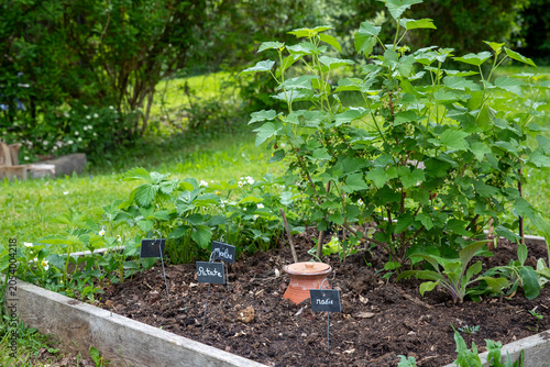 Pot d'irrigation en argile microporeuse (Oyas ou Ollas) dans un potager. La terre cuite libère de l’eau lentement et en fonction des besoins des végétaux. Écologique pour un arrosage durable du jardin