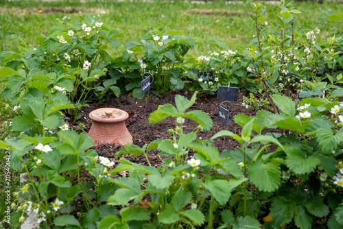 Pot d'irrigation en argile microporeuse (Oyas ou Ollas) dans un potager. La terre cuite libère de l’eau lentement et en fonction des besoins des végétaux. Écologique pour un arrosage durable du jardin