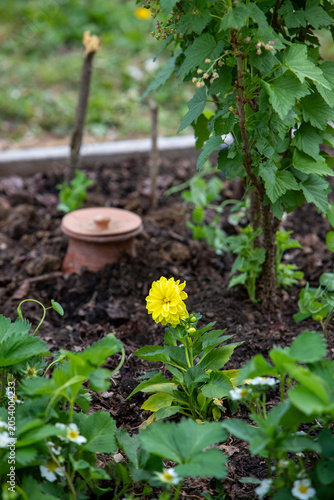 Pot d'irrigation en argile microporeuse (Oyas ou Ollas) dans un potager. La terre cuite libère de l’eau lentement et en fonction des besoins des végétaux. Écologique pour un arrosage durable du jardin