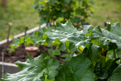 Quadro em tela Grande feuilles de rhubarbe dans le jardin