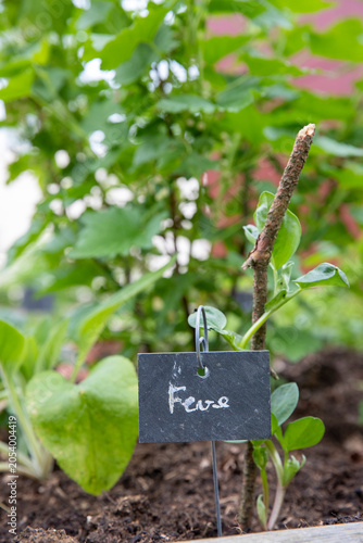Gros plan sur des jeunes pousses de fèves, semées dans un carré potager. Photographie en extérieure au printemps.