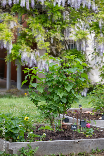 Un petit potager aménagé dans une plate-bande surélevée en bois, où se mélange petits fruits, salade, fleurs et aromates. Symbolisant la croissance naturelle et le jardinage durable.