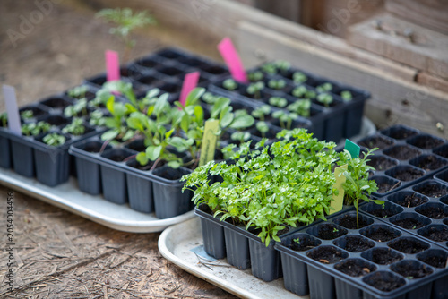Ensemble de petits plants étiquetés prêt à être mis au potager. Mélange de légume, salade, fleurs et aromates mis à pousser sous abris. Symbolisant la croissance naturelle et le jardinage durable.