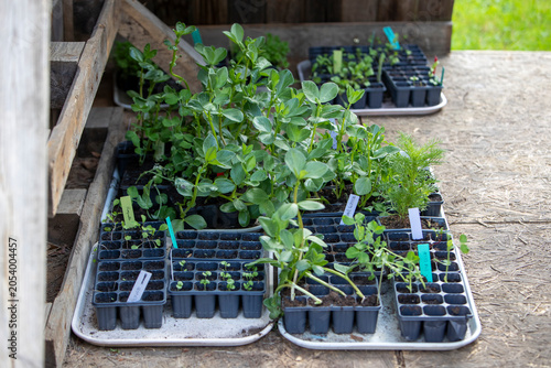 Ensemble de petits plants étiquetés prêt à être mis au potager. Mélange de légume, salade, fleurs et aromates mis à pousser sous abris. Symbolisant la croissance naturelle et le jardinage durable.