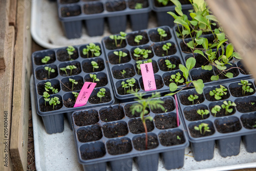 Ensemble de petits plants étiquetés prêt à être mis au potager. Mélange de légume, salade, fleurs et aromates mis à pousser sous abris. Symbolisant la croissance naturelle et le jardinage durable.