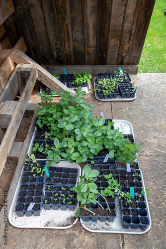 Ensemble de petits plants étiquetés prêt à être mis au potager. Mélange de légume, salade, fleurs et aromates mis à pousser sous abris. Symbolisant la croissance naturelle et le jardinage durable.