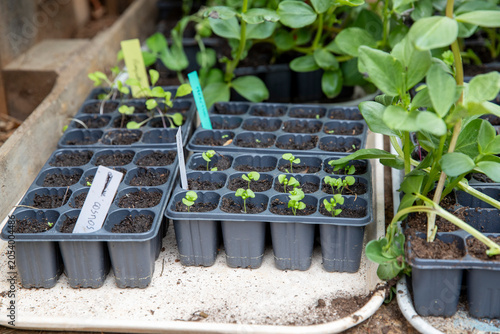 Ensemble de petits plants étiquetés prêt à être mis au potager. Mélange de légume, salade, fleurs et aromates mis à pousser sous abris. Symbolisant la croissance naturelle et le jardinage durable.