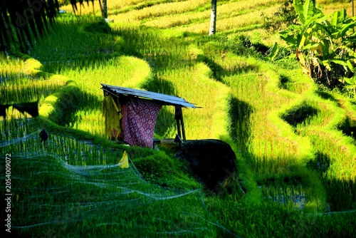 Фотография Terracing is a conservation technique for sloping land by creating steps (snakes) to reduce the length of the slope and retain water