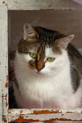 Schilderij op canvas Green eyed cat