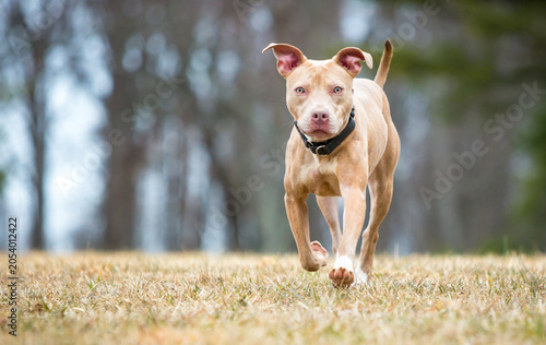 A Pit Bull Terrier mixed breed dog approaching the camera