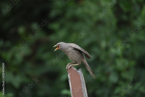 Jungle babbler 
