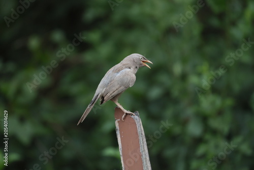 Jungle babbler 