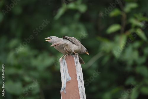 Jungle babbler 