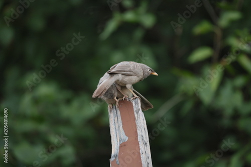 Jungle babbler 