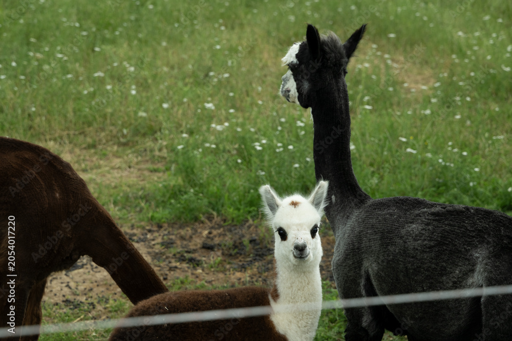 Fototapeta premium alpaka tier natur lama familie