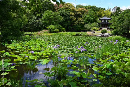 6月の花咲く京都市山科 勧修寺の氷室池
