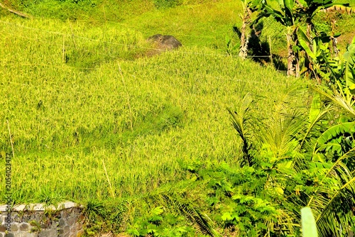 Фотография Terracing is a conservation technique for sloping land by creating steps (snakes) to reduce the length of the slope and retain water