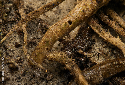 Foto Close up view of plant roots partially buried in damp sandy soil showing texture