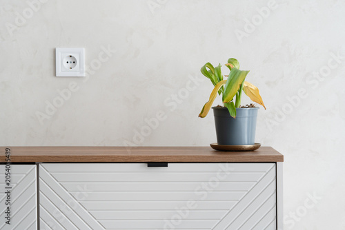 Wilting Houseplant on Modern White Dresser in Minimal Interior - Home Care and Plant Health Concept