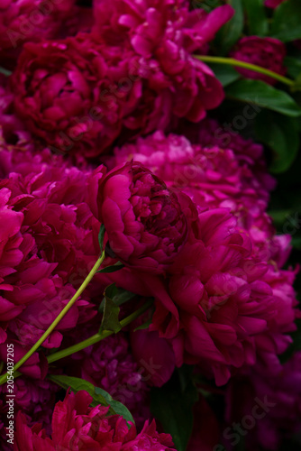 Blooming Magenta Peonies in Garden Landscape Close Up