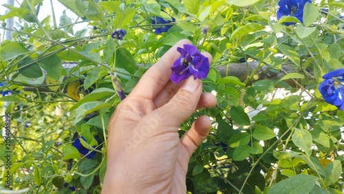 Schilderij op canvas Human hand holding a vibrant butterfly pea flower growing on a green vine