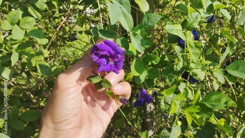 Fotografía Close-up of a hand displaying a fresh butterfly pea flower under bright sunlight