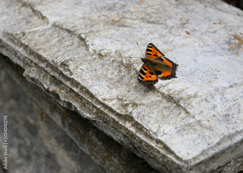 A butterfly on an ancient granite slab
