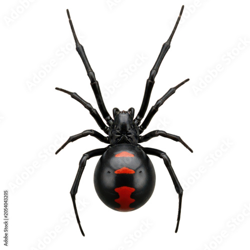 Dangerous black widow spider with red hourglass marking on abdomen isolated on transparent background.