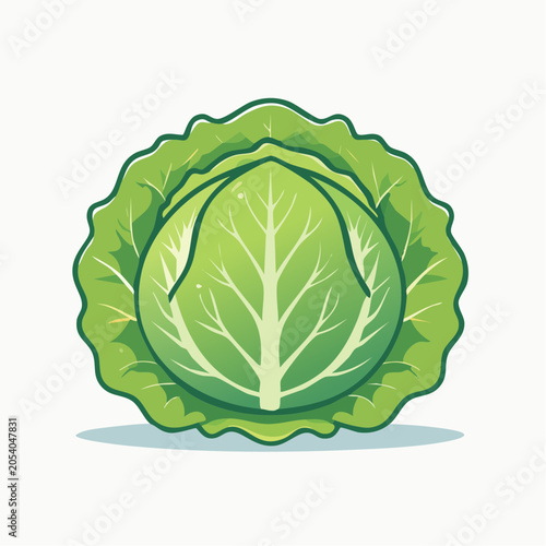 Green Cabbage Illustration