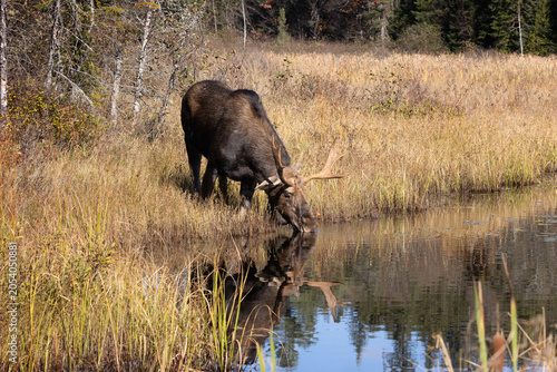 Photography Solitary bull male moose Alces alces drinking from calm river with reflection in