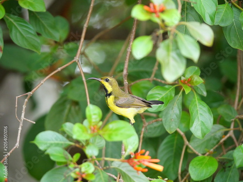 Garden or Olive-backed or Yellow-bellied sunbird seeking nectar on Scarlet bush or Firebush or Redhead blossom, Orange color flower on tree, Yellow and brown feathers on small bird