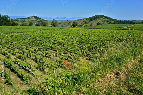 Foto Weinberge im Kaiserstuhl; Breisach-Hochschwarzwald; Baden Württemberg; Deutschla
