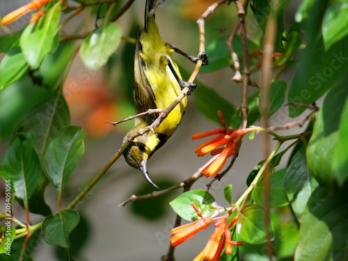 Garden or Olive-backed or Yellow-bellied sunbird seeking nectar on Scarlet bush or Firebush or Redhead blossom, Orange color flower on tree, Yellow and brown feathers on small bird