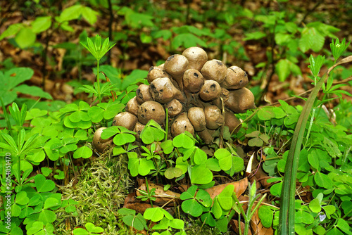 Foto Flaschenstäubling; Lycoperdon perlatum; common puffball;  im Frühling;