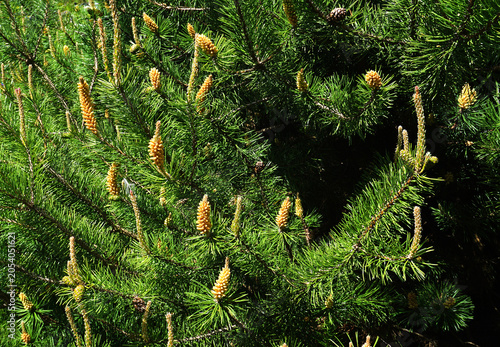 Moor-Kiefer; Moor-Spirke; Pinus mugo; mountain pine; mugo pine