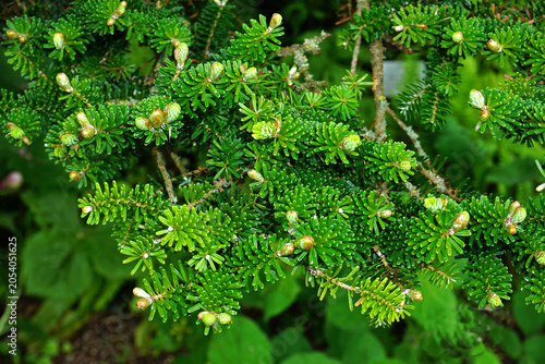 Korea-Tanne; Abies koreana; Korea fir