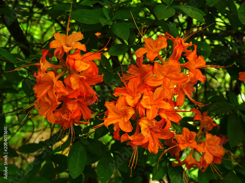 Foto Rhododendron; Coccinea speciosa; Kulturform