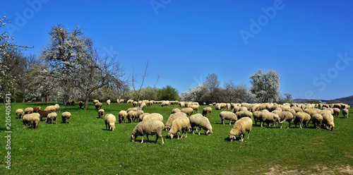 Weidende Schafherde in blühener Streuobstwiese