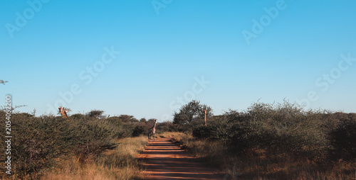 Giraffes walking along a dirt road in Namibia under a clear blue sky