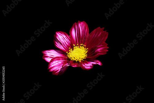 Pink cosmos flower isolated on black background